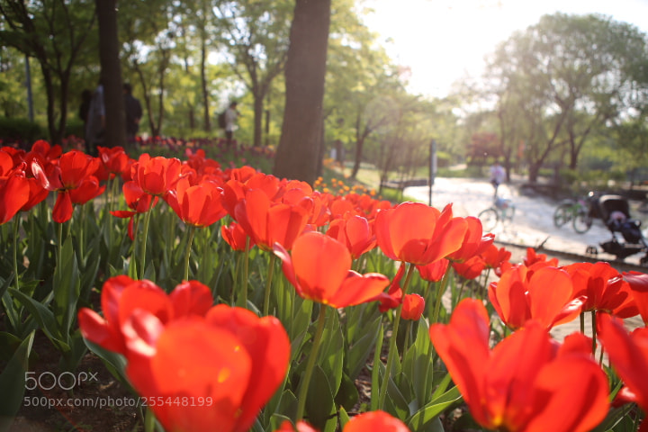 Canon EOS 6D + Canon EF 24-70mm F2.8L USM sample photo. Img photography