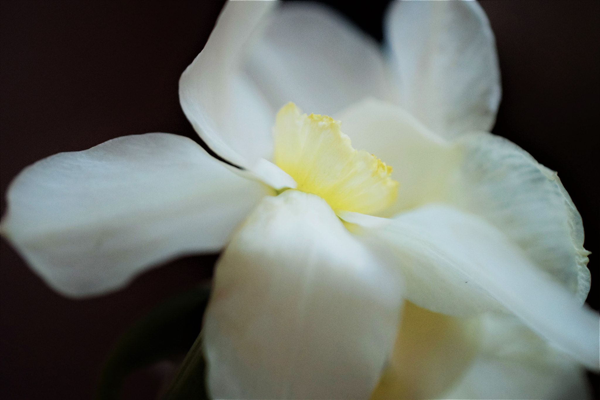 Nikon AF-S DX Micro Nikkor 40mm F2.8 sample photo. Narcissus photography