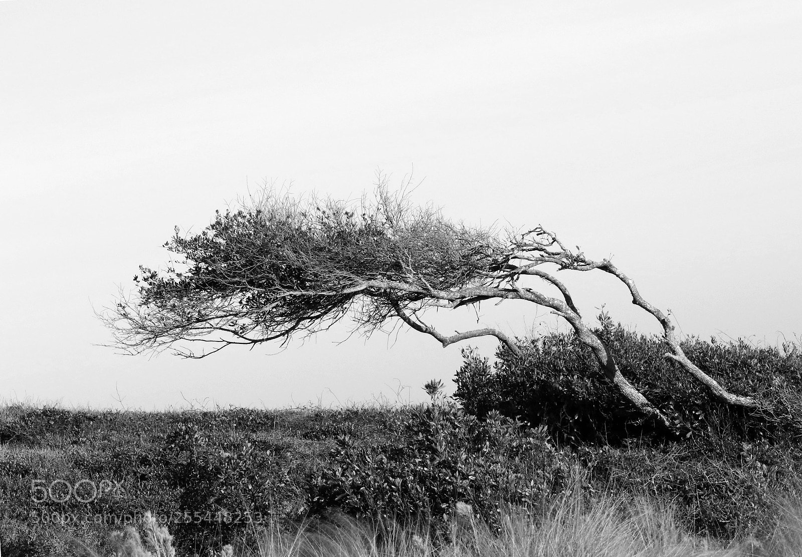 Canon EOS 7D Mark II sample photo. Bending to the elements photography
