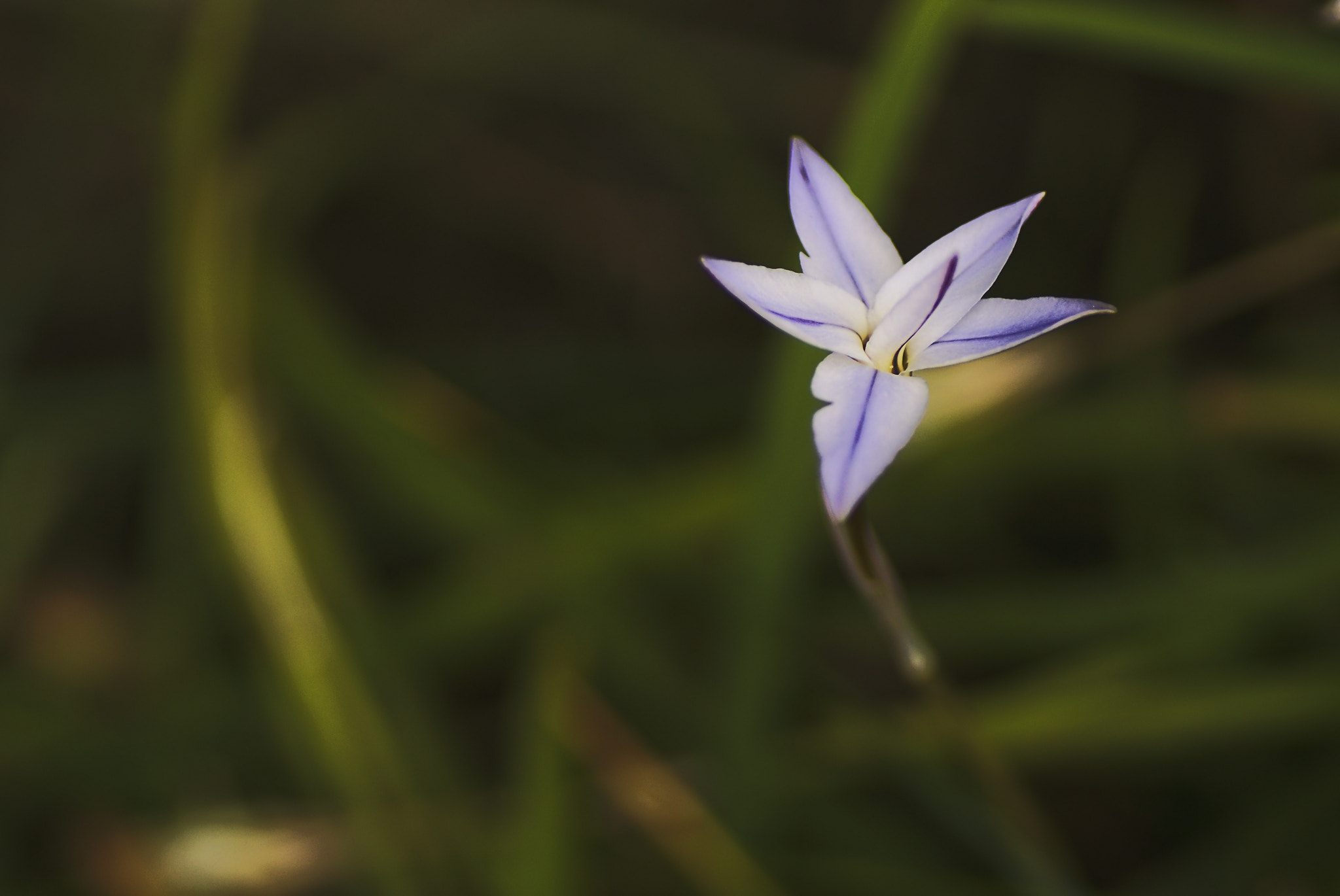 Sony SLT-A65 (SLT-A65V) + Tamron SP AF 90mm F2.8 Di Macro sample photo. Little blueish flower photography