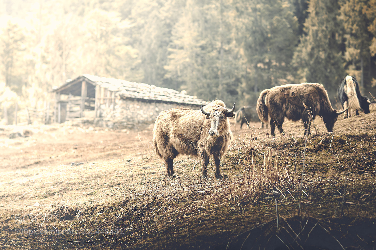 Canon EOS 5D Mark IV sample photo. Bhutan: yaks grazing. photography