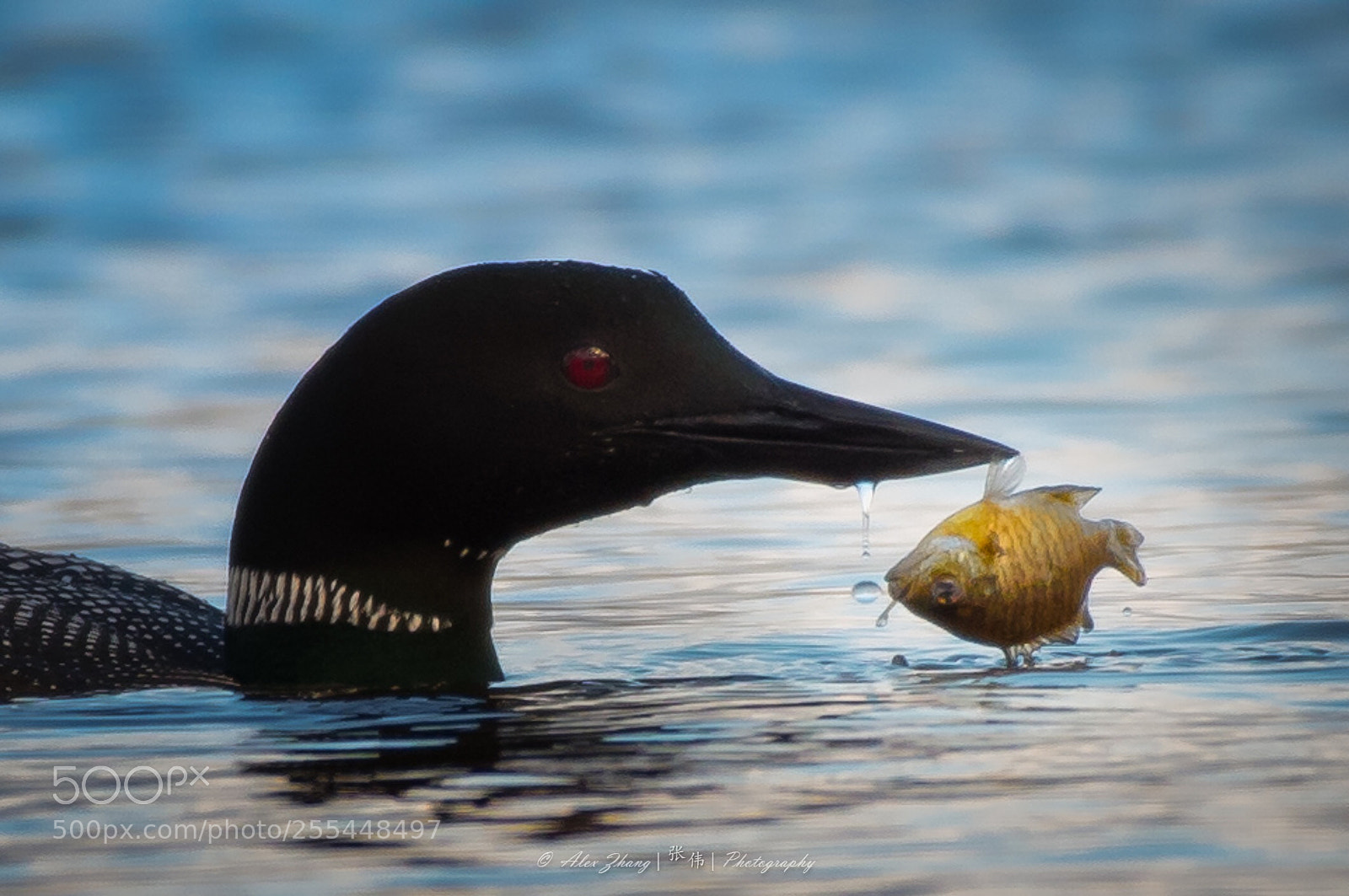 Nikon D500 sample photo. Loon enjoying dinner on photography