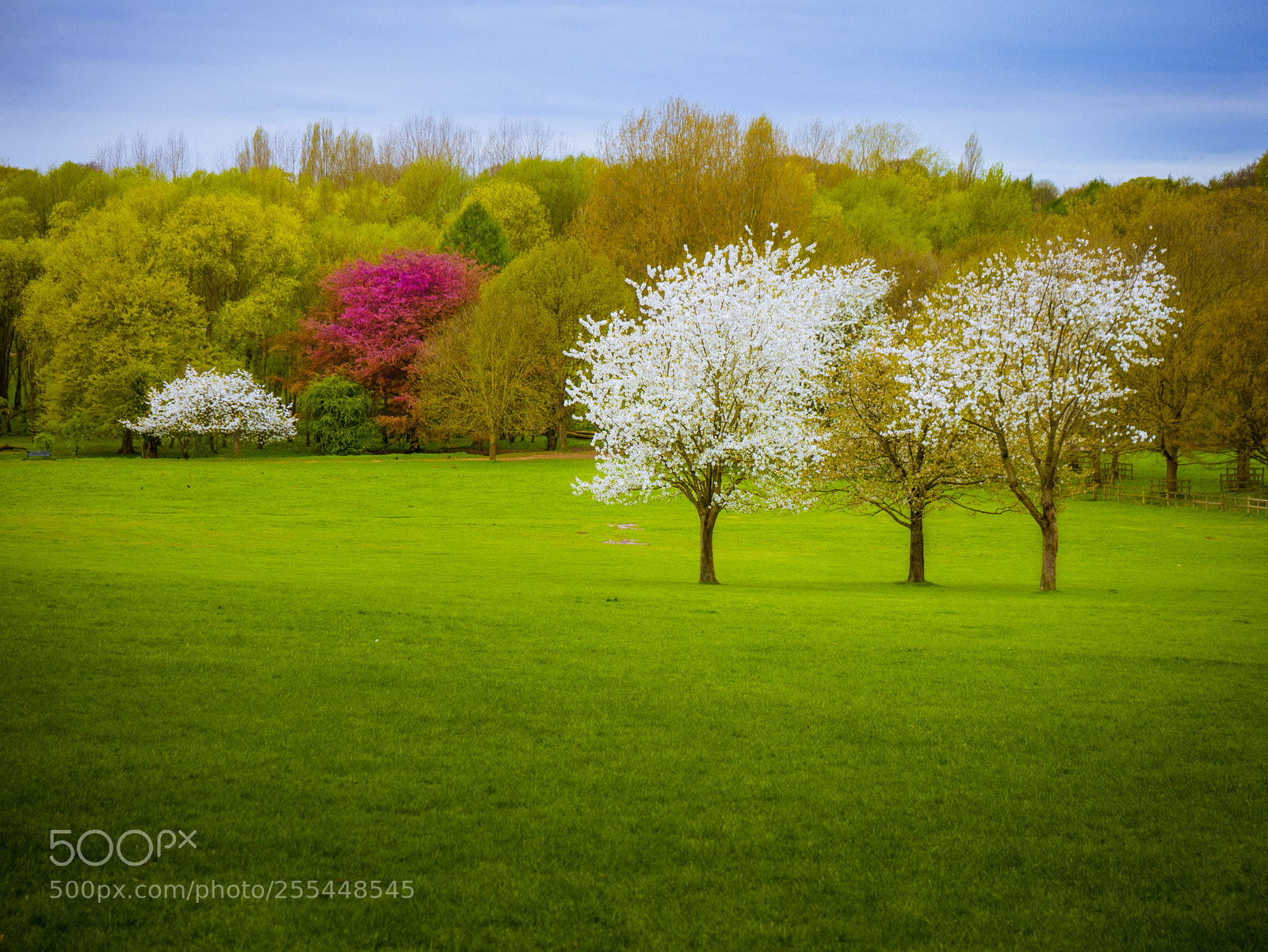 Panasonic Lumix DMC-G7 sample photo. Trees blooming in notts! photography