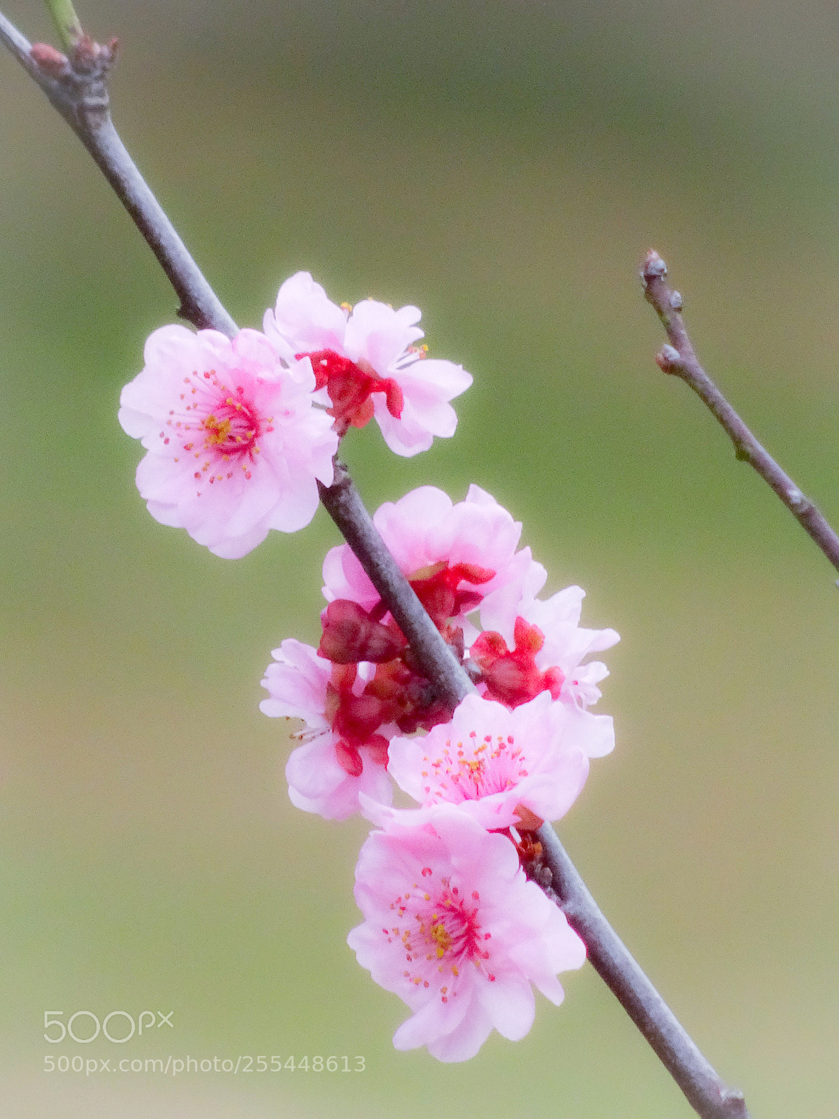 Sony Cyber-shot DSC-HX90V sample photo. Simple life photography