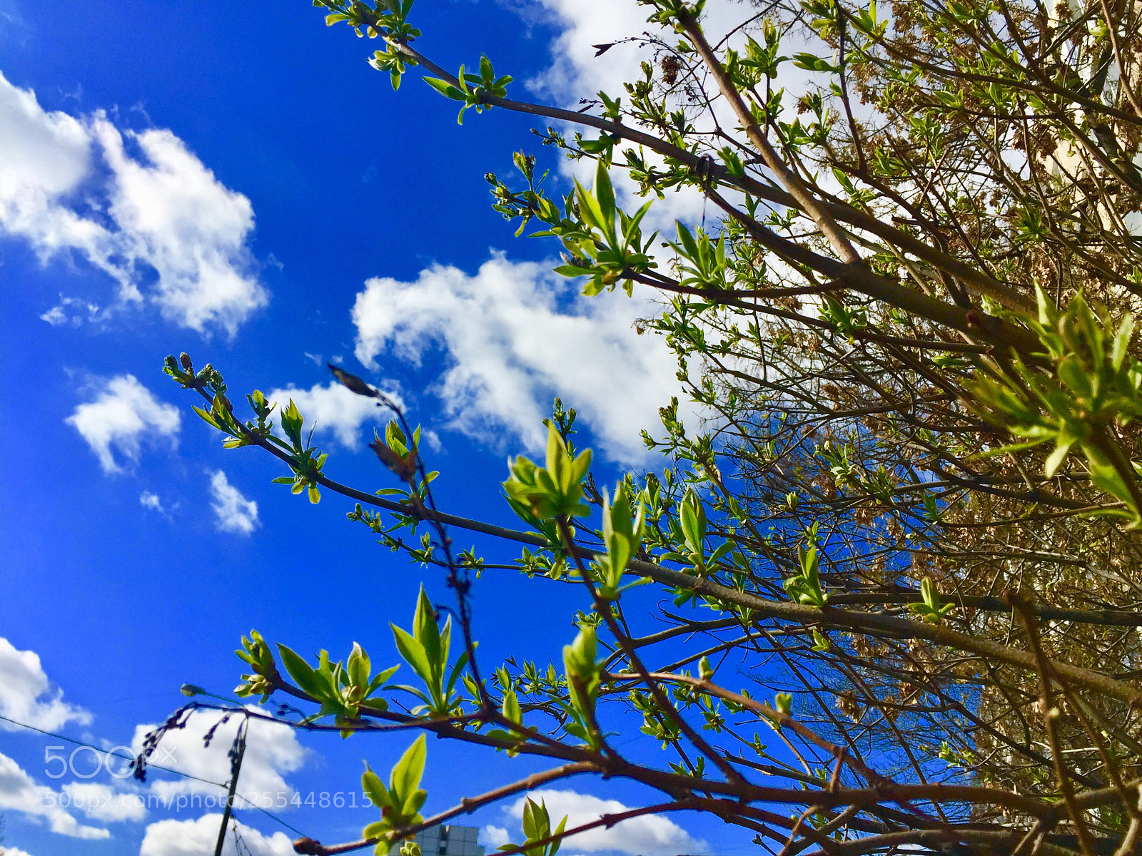 Apple iPhone 6 sample photo. Untitled photography