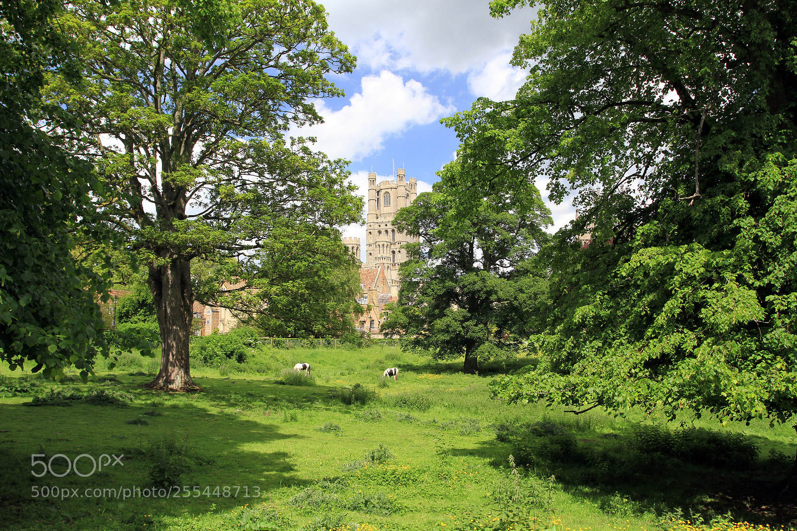 Canon EOS 7D sample photo. Ely cathedral cherry hill photography