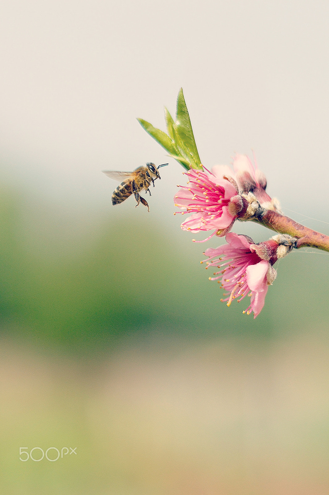 Nikon D3200 + Nikon AF-S Nikkor 50mm F1.4G sample photo. Flying bee photography