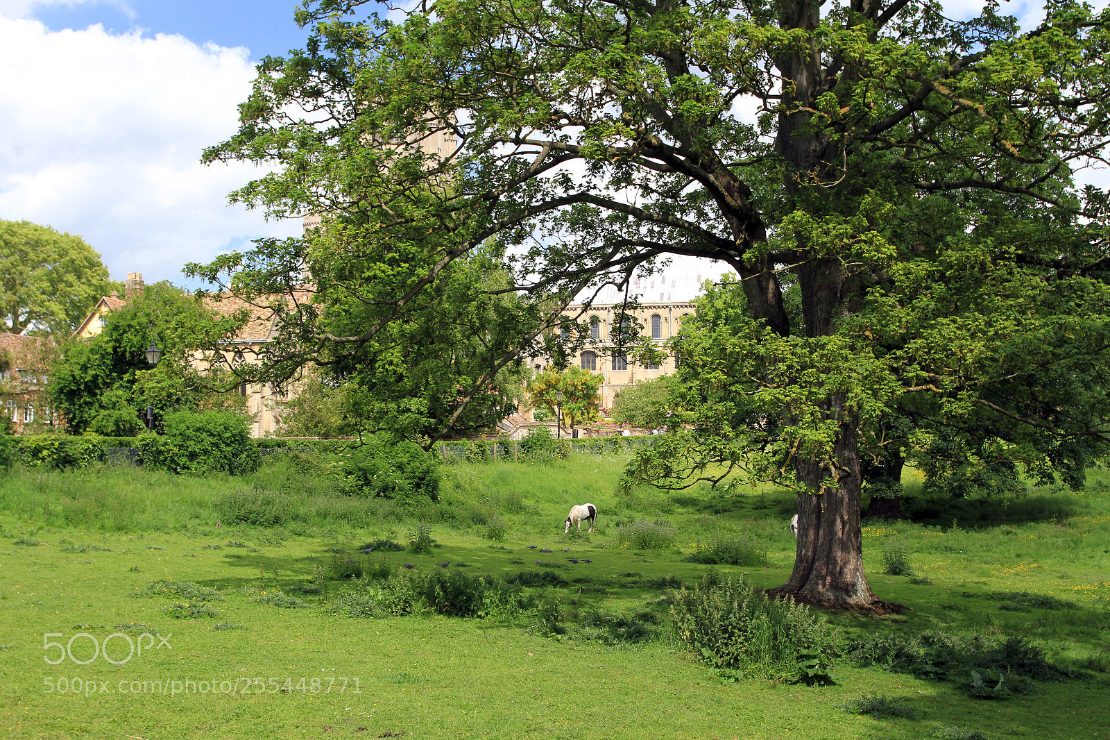 Canon EOS 7D sample photo. Ely cathedral cherry hill photography