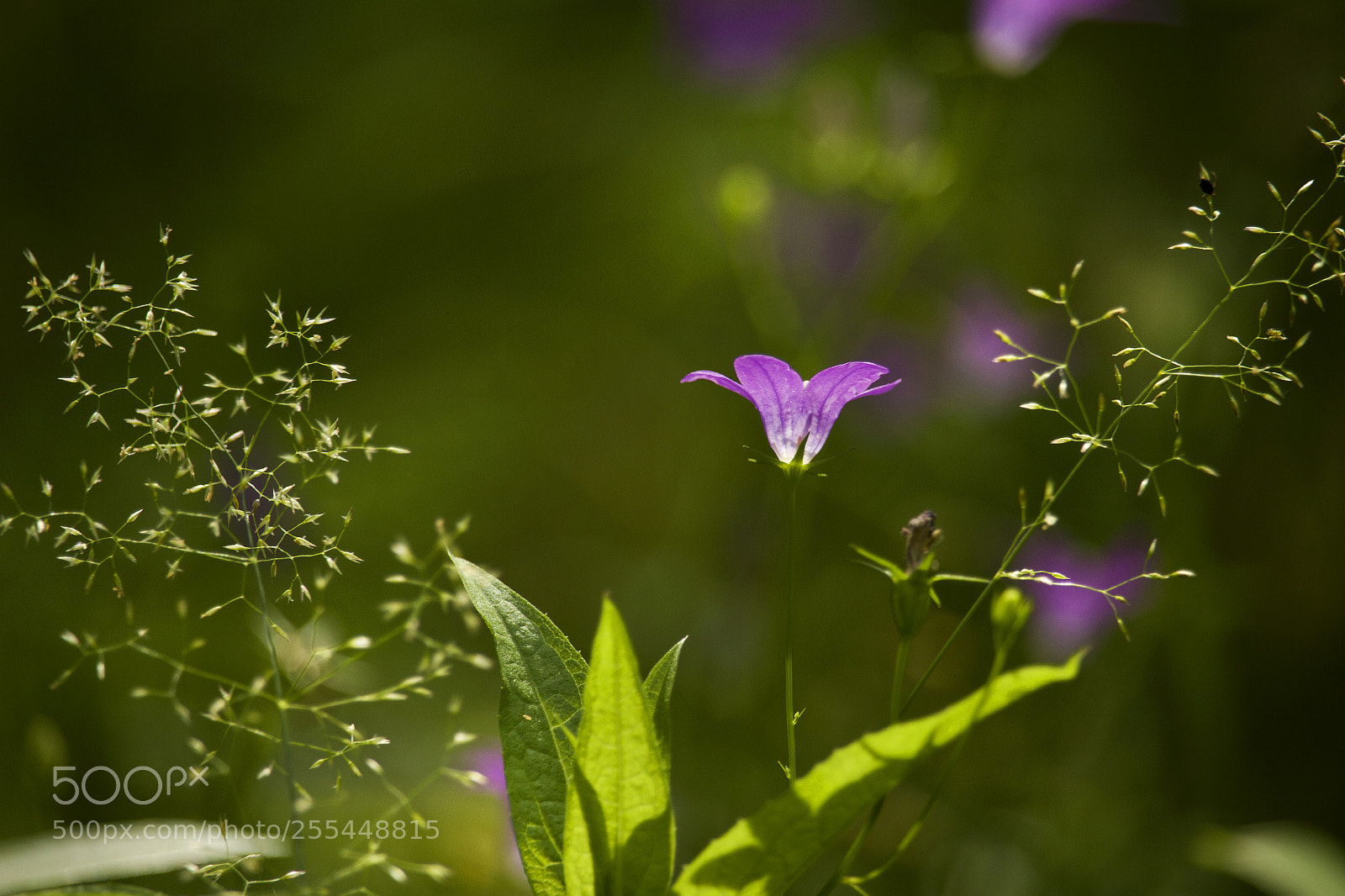 Canon EOS 7D sample photo. ** photography