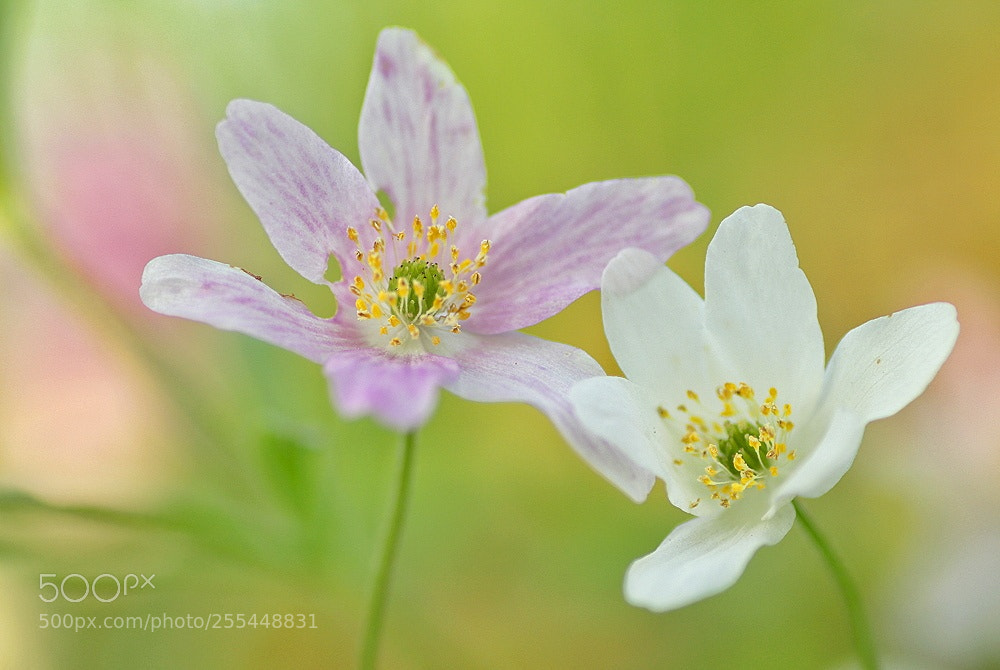 Canon EOS 700D (EOS Rebel T5i / EOS Kiss X7i) sample photo. Anemonenliebe photography