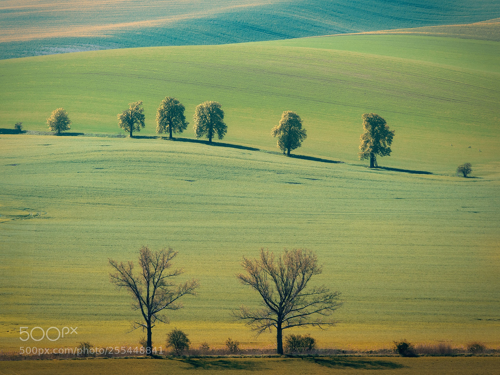 Pentax K-1 sample photo. Trees photography