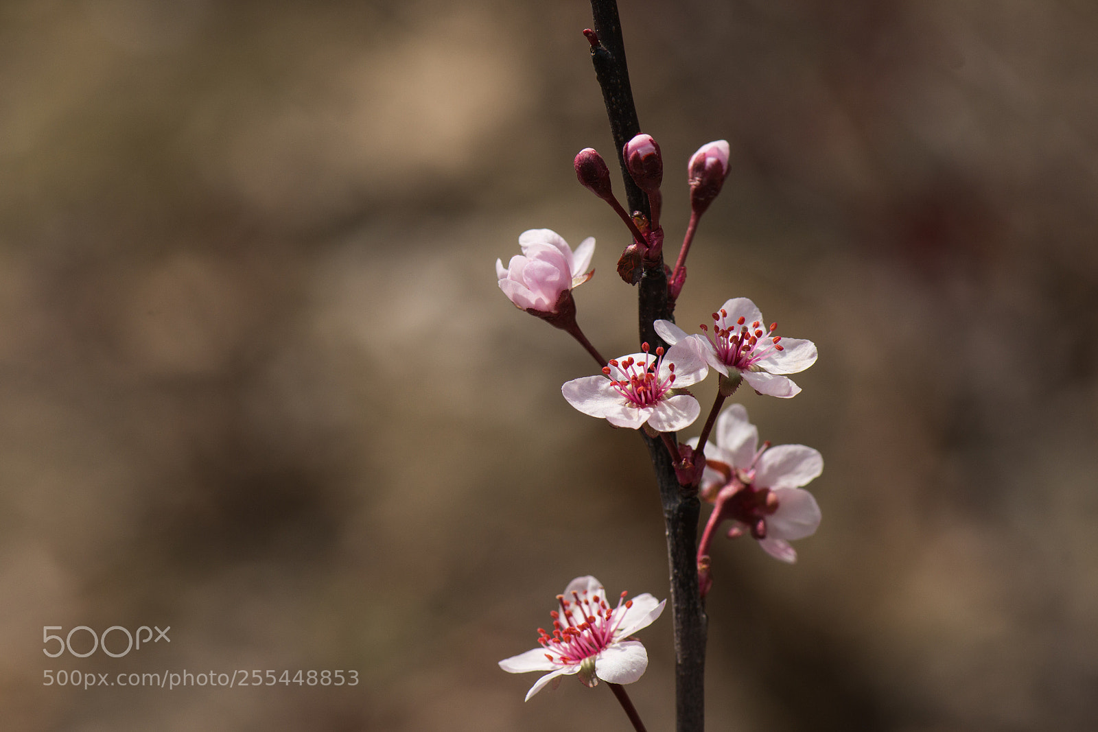 Nikon D800E sample photo. Cherry plum photography