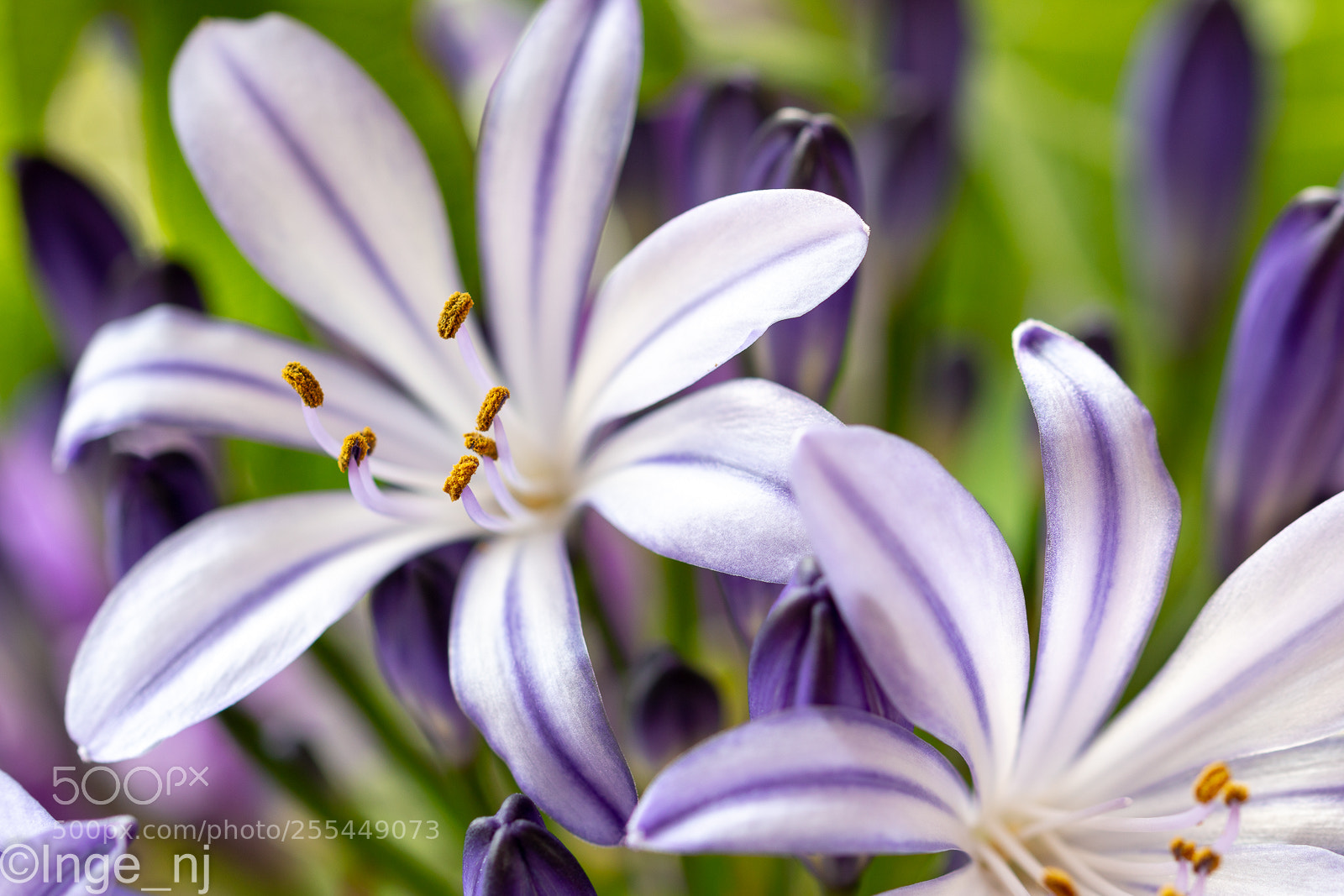 Canon EOS 70D sample photo. Agapanthus photography