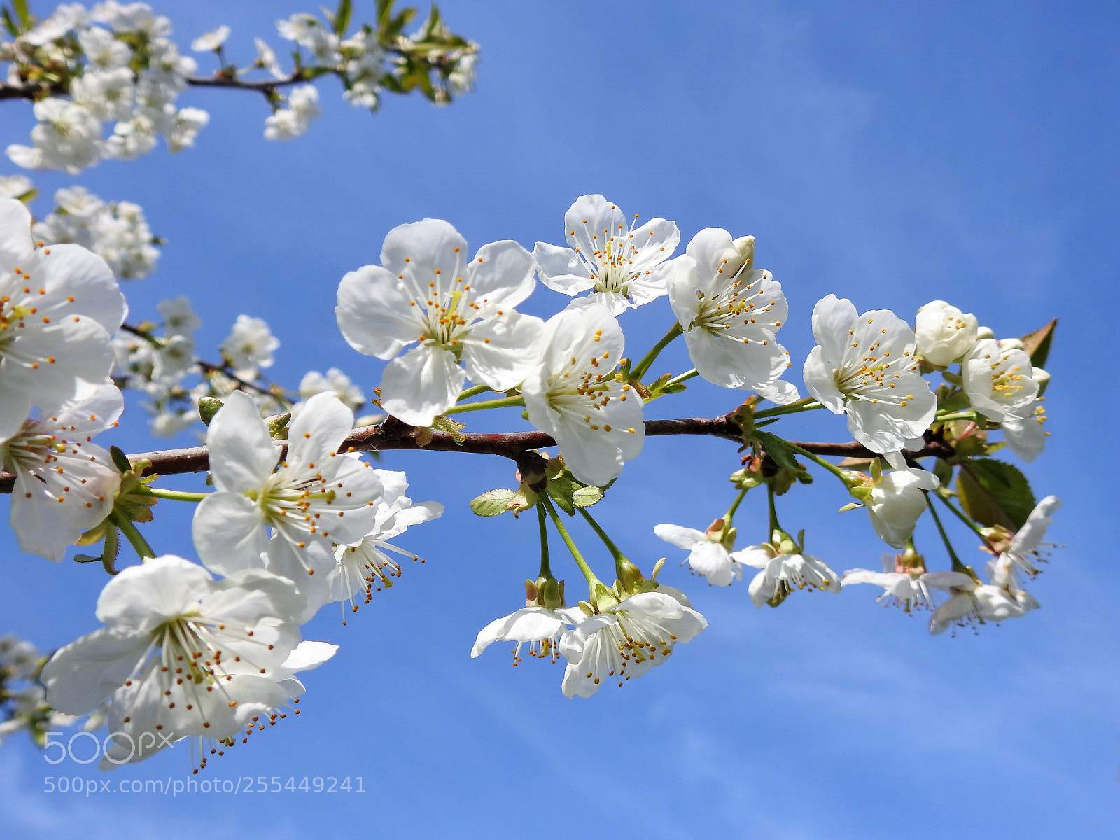 Nikon Coolpix P900 sample photo. Cherry blossom photography