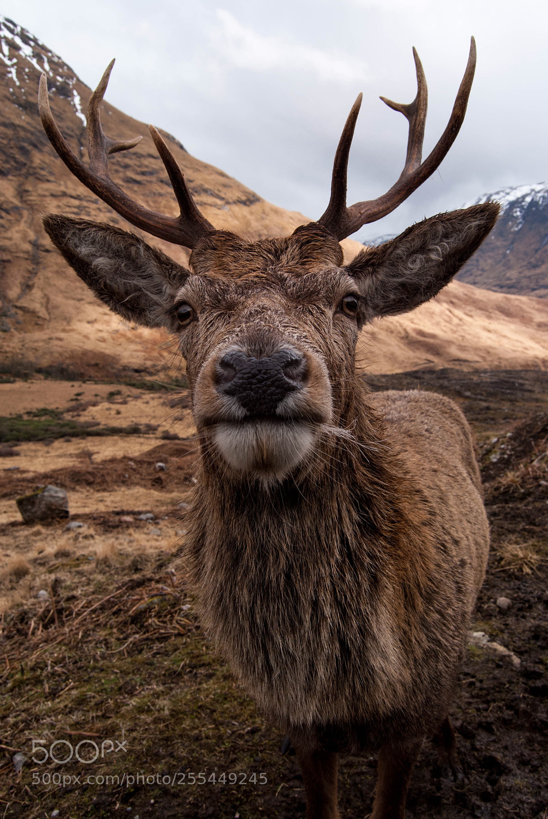 Nikon D3000 sample photo. Hart in the scottish photography