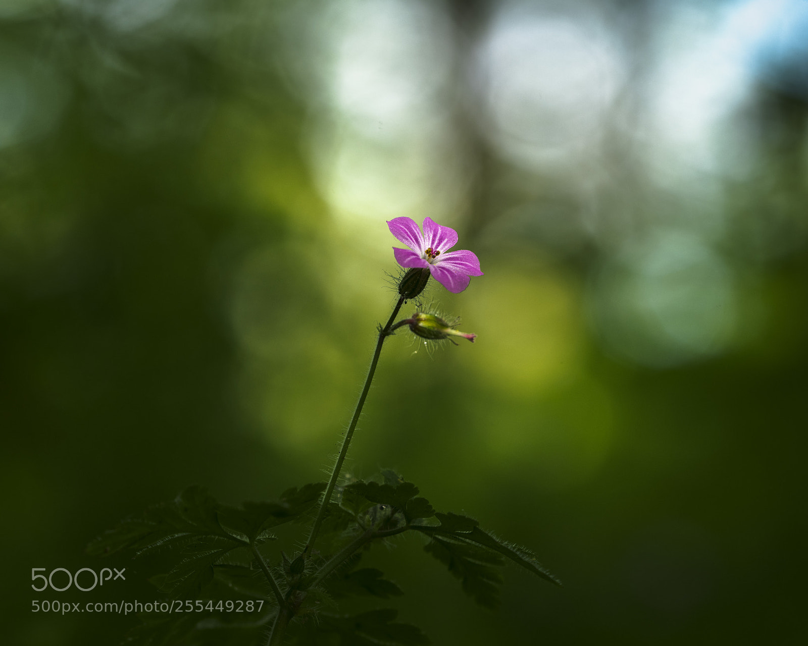 Nikon D850 sample photo. *** photography