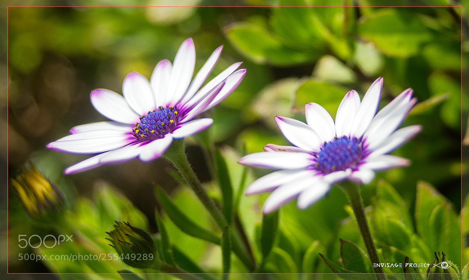 Sony a7R sample photo. The pair photography
