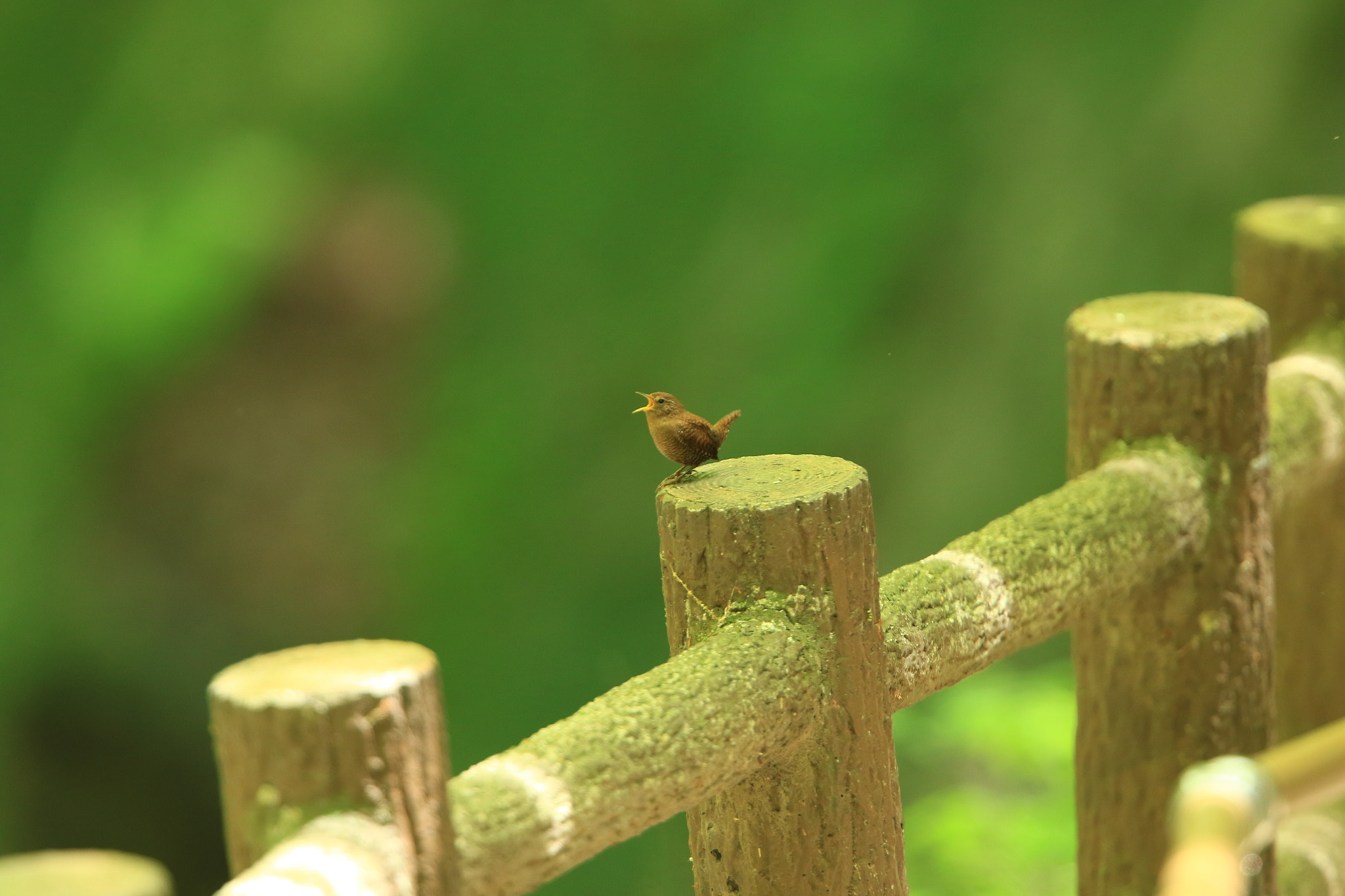 Canon EF 400mm F2.8L IS USM sample photo. ミソサザイ  eurasian wren photography