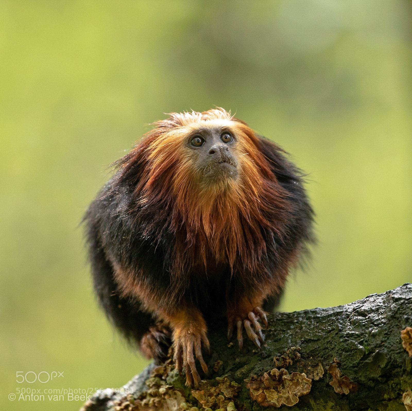 Canon EOS 5D Mark IV sample photo. Goudkopleeuwaap (leontopithecus chrysomelas) photography