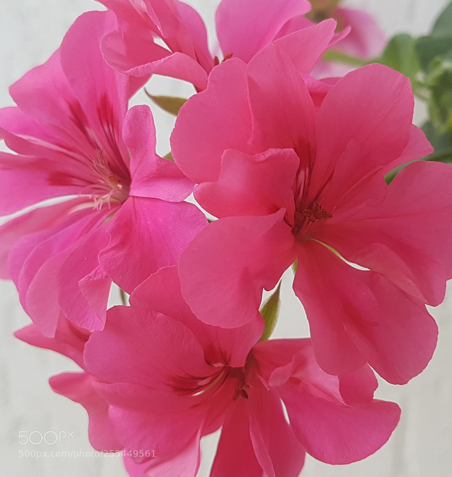 Samsung Galaxy S7 Edge sample photo. Flower photography