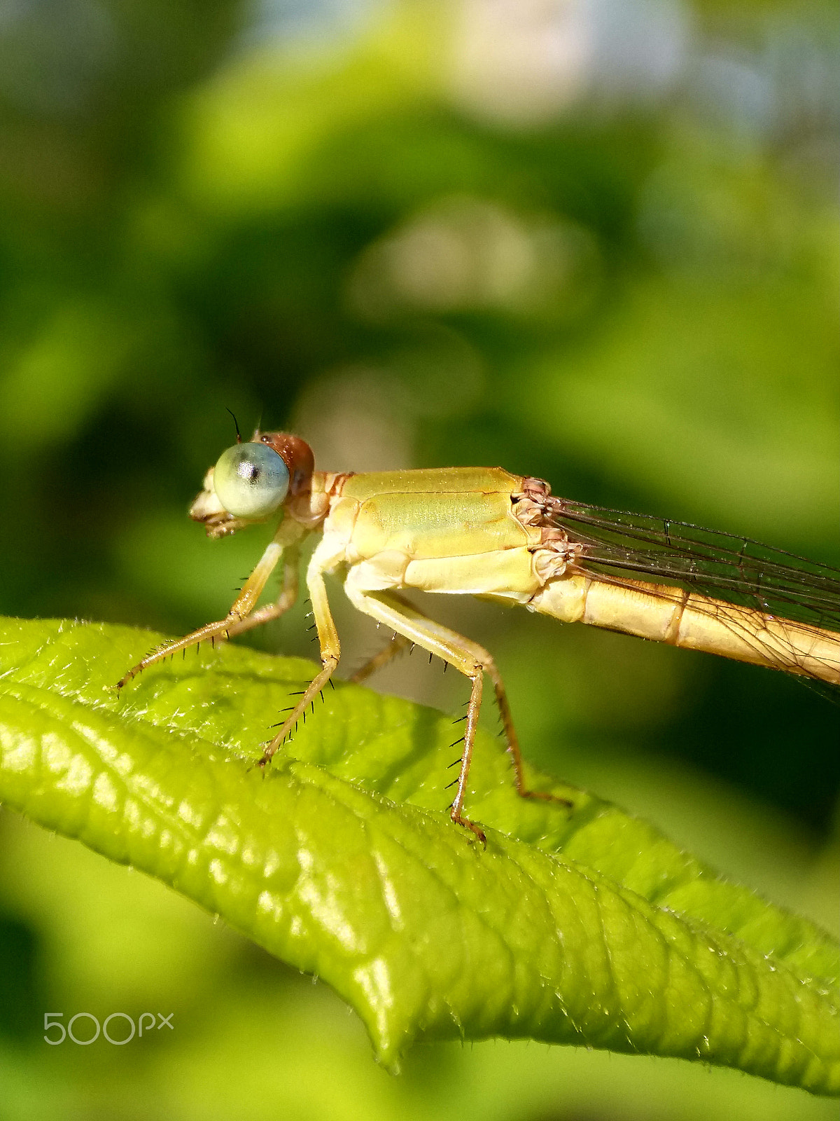 Samsung Galaxy A9 Pro sample photo. Damselfly enjoying the sunny day photography