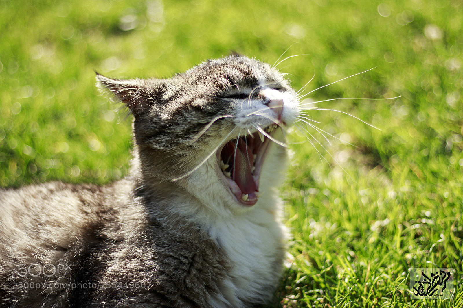 Canon EOS 80D sample photo. Yawn photography