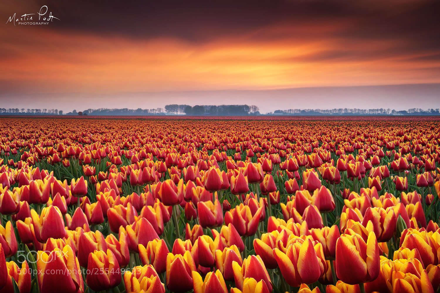 Sony a6500 sample photo. Dramatic tulips photography