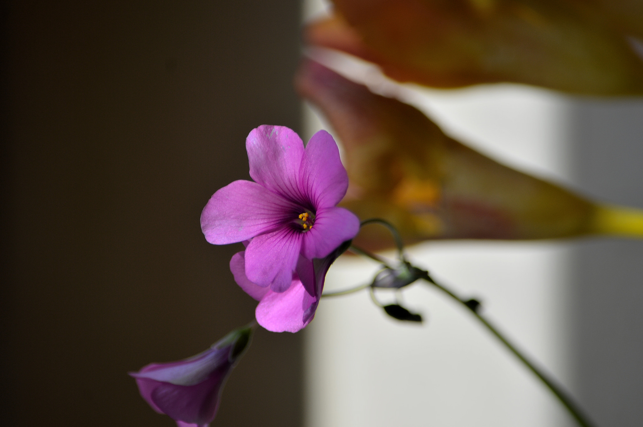 Nikon D3200 sample photo. Wildflowers photography