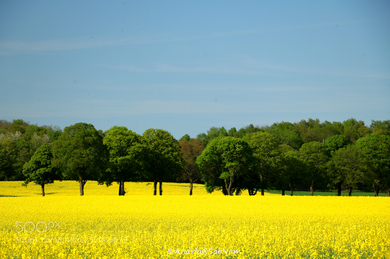 Canon EOS 750D (EOS Rebel T6i / EOS Kiss X8i) sample photo. Champs de colza photography