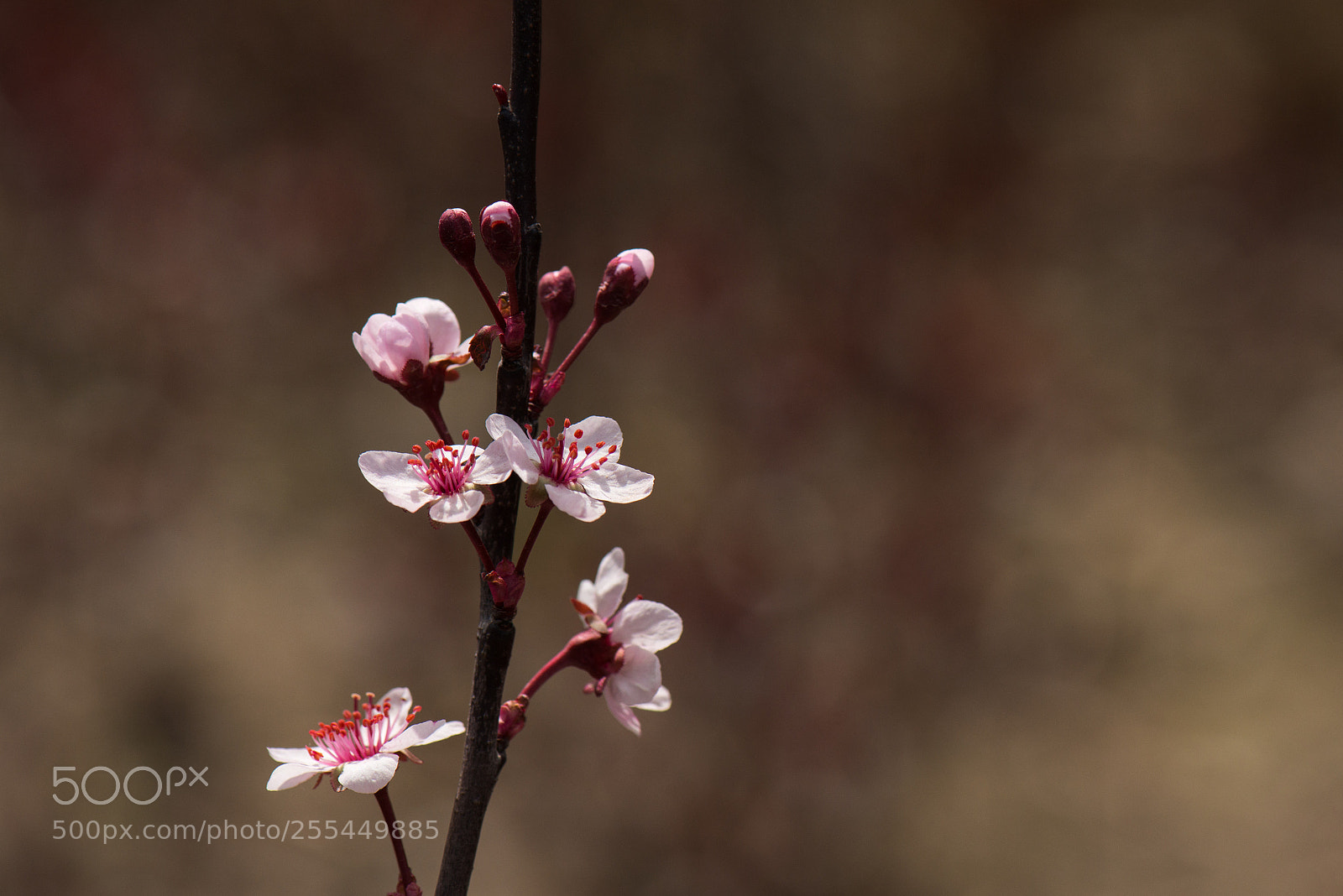 Nikon D800E sample photo. Cherry plum photography