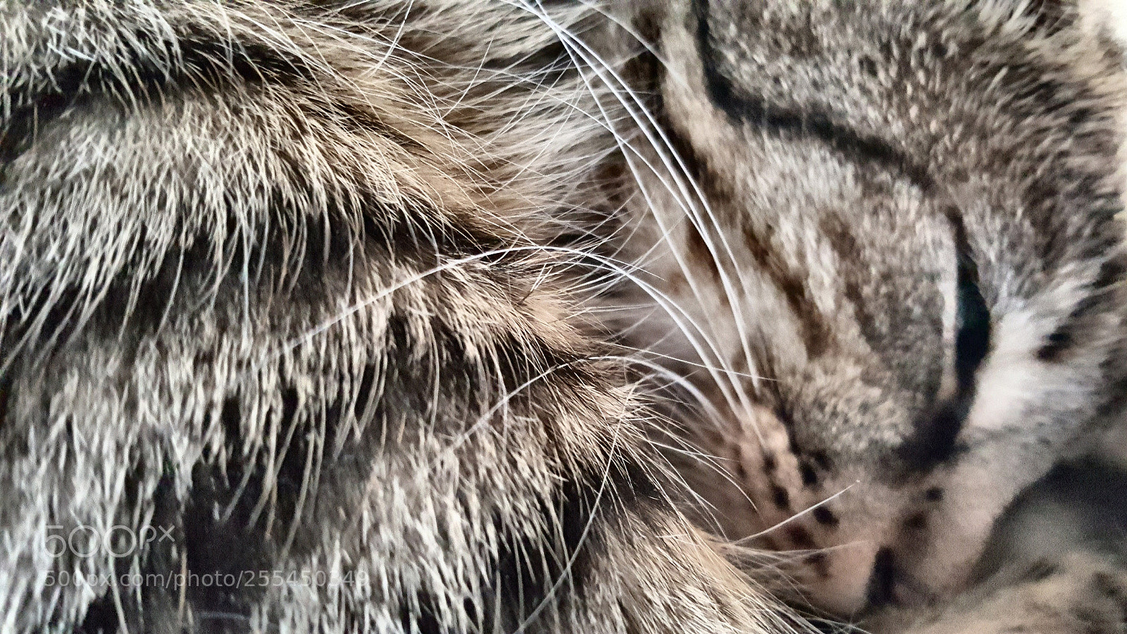 Samsung GALAXY S6 edge sample photo. Furbaby ? photography