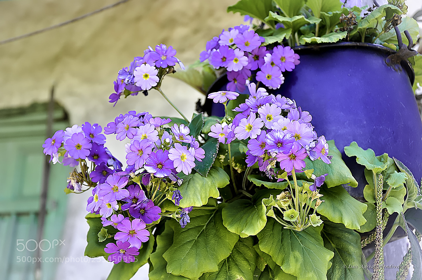Nikon D90 sample photo. Beautiful flowers photography