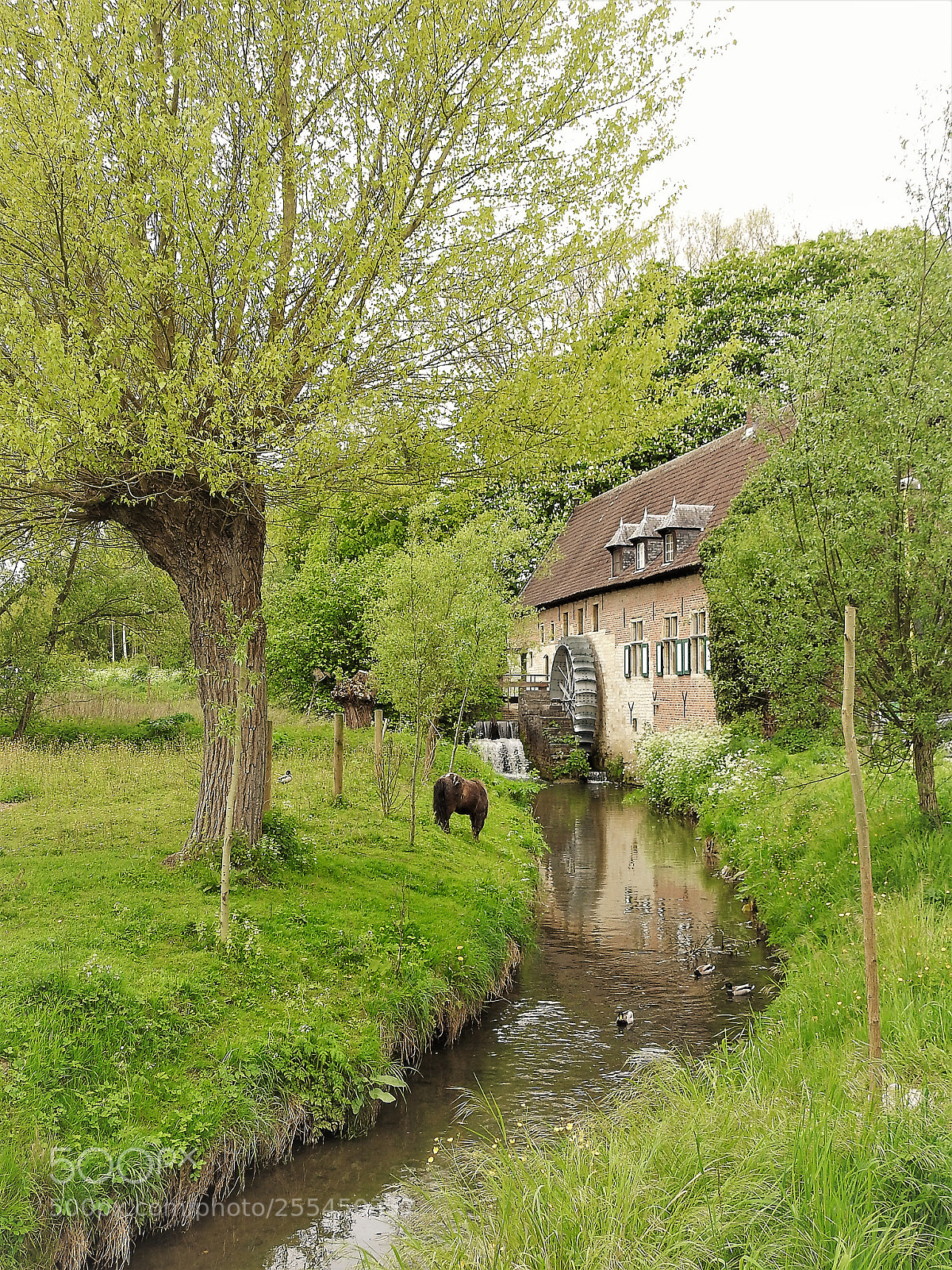 Nikon Coolpix P900 sample photo. Pastorale photography