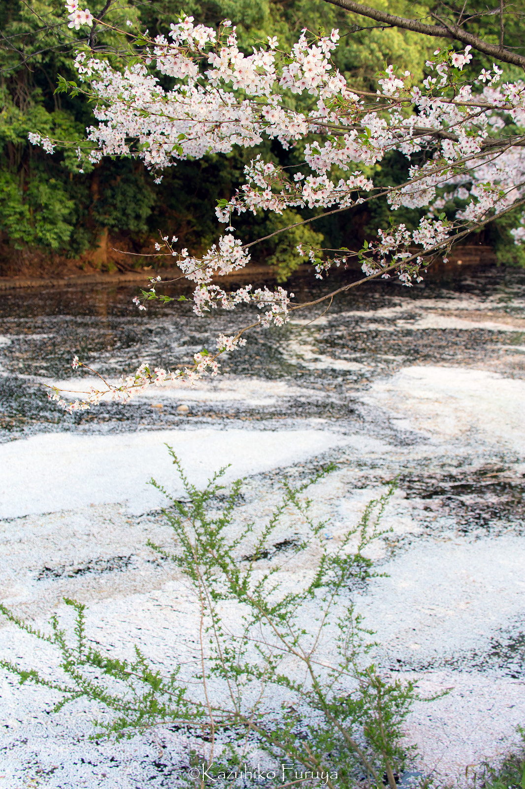Canon EOS 6D sample photo. Hanaikada petals floating in photography
