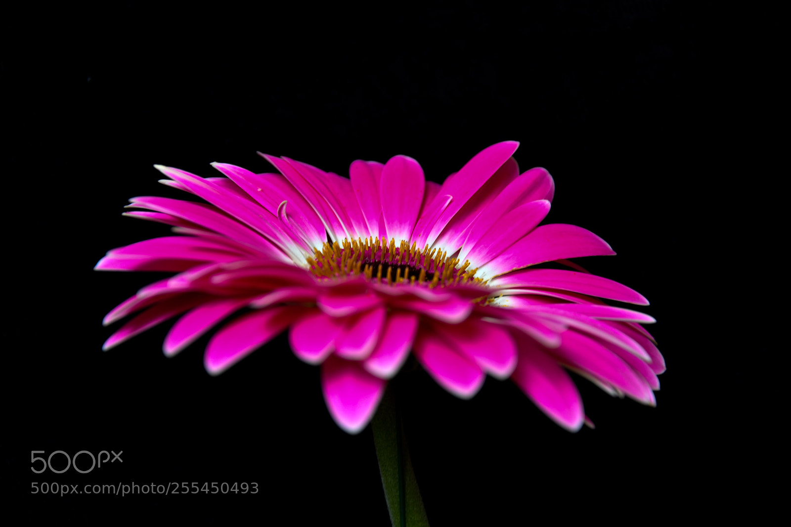 Nikon D7500 sample photo. Untitled photography