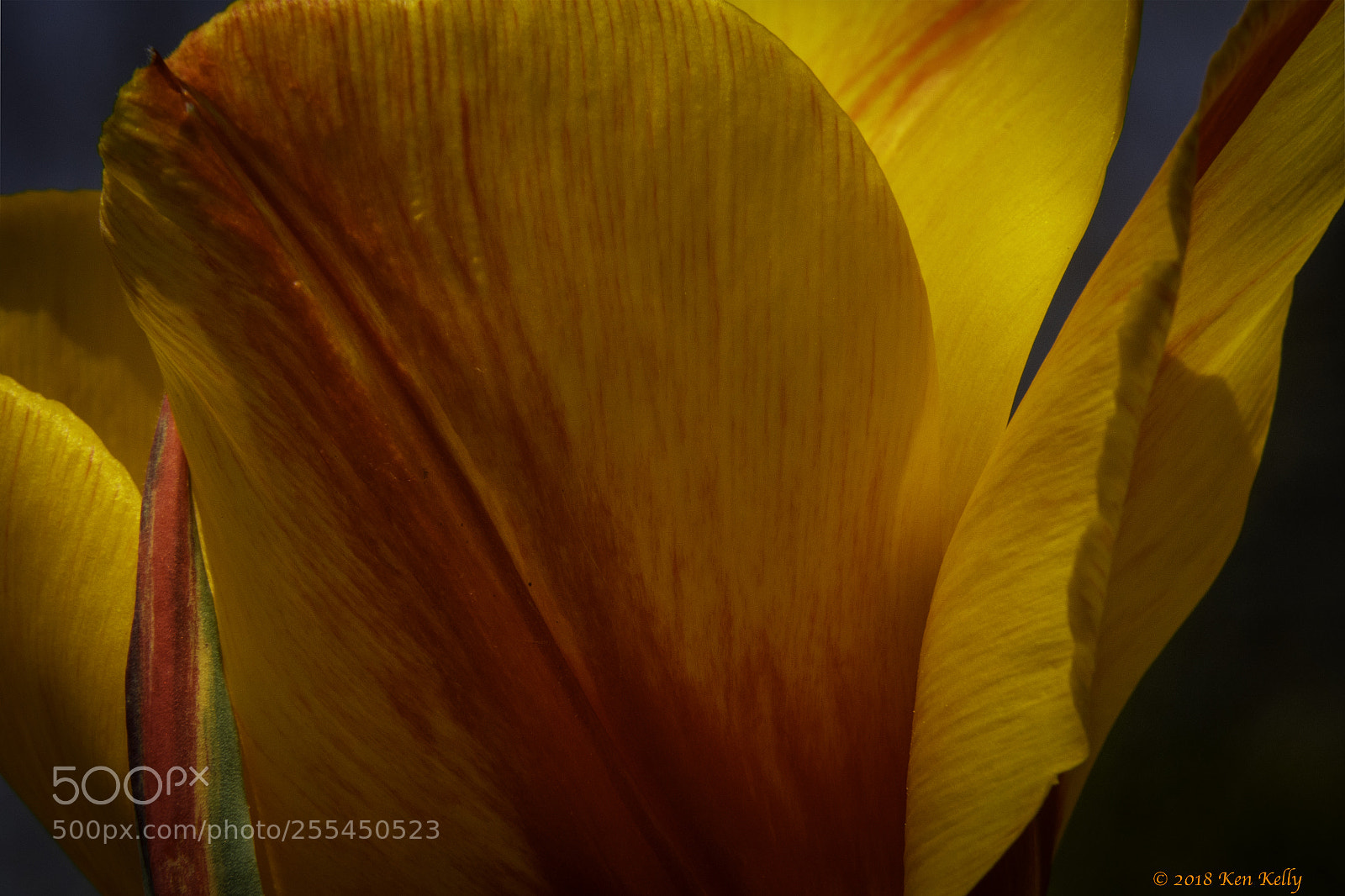 Canon EOS 7D Mark II sample photo. Red & orange tulip photography
