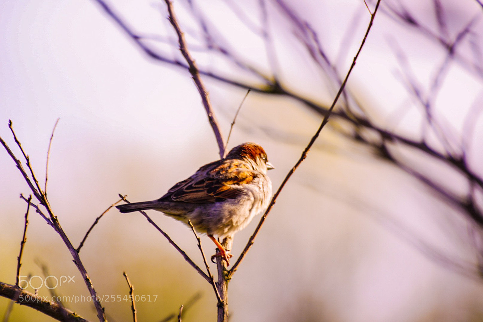Sony a6000 sample photo. Looking away on the photography