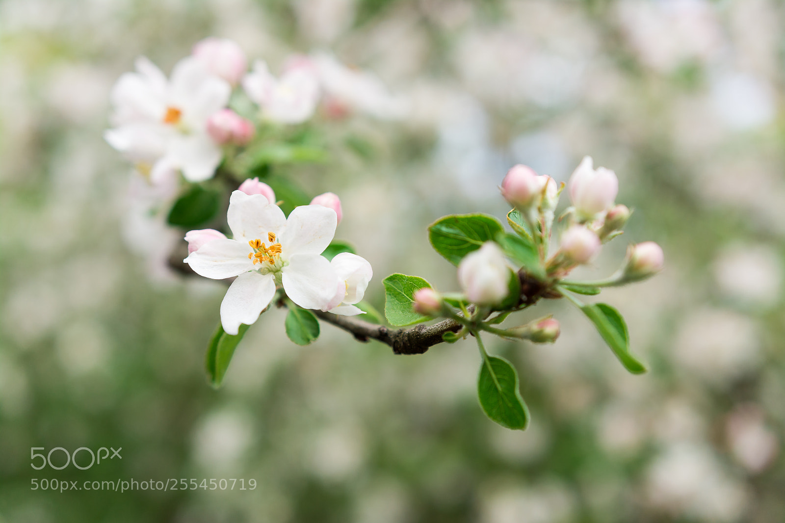 Nikon D7100 sample photo. Spring time.jpg photography