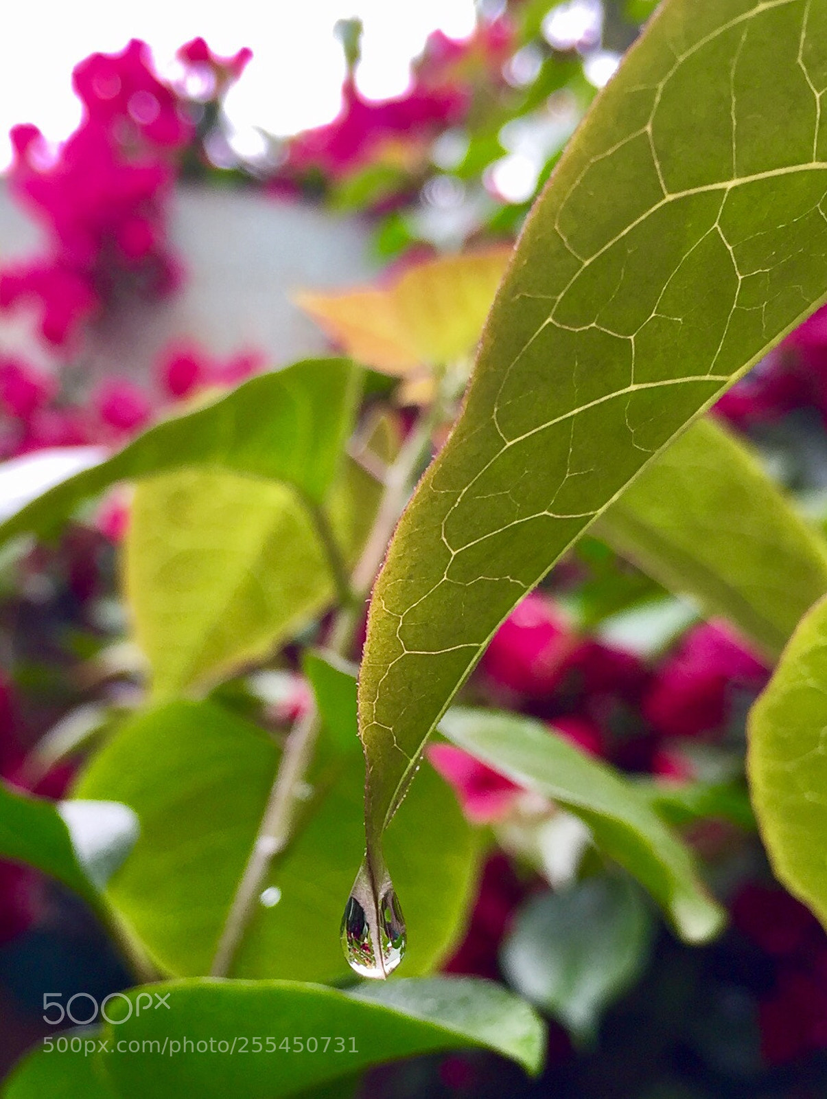 Apple iPhone 6 sample photo. Untitled photography