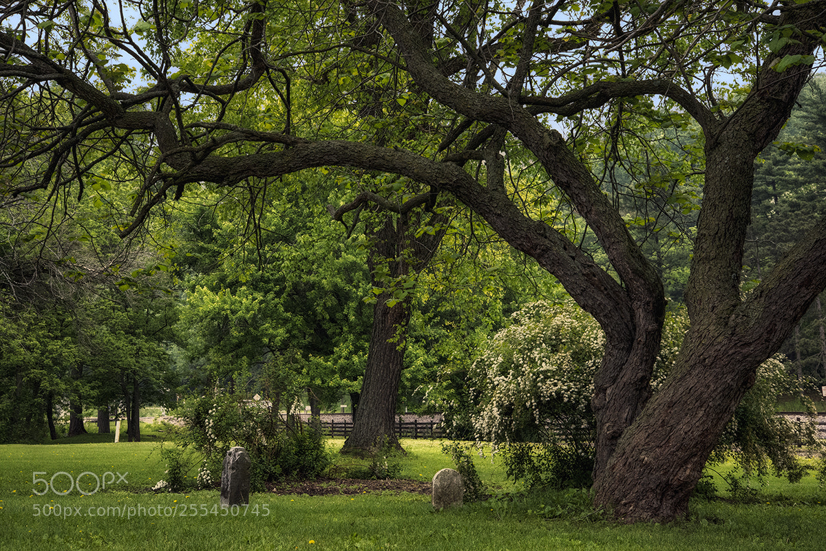 Nikon D600 sample photo. Cemetery photography