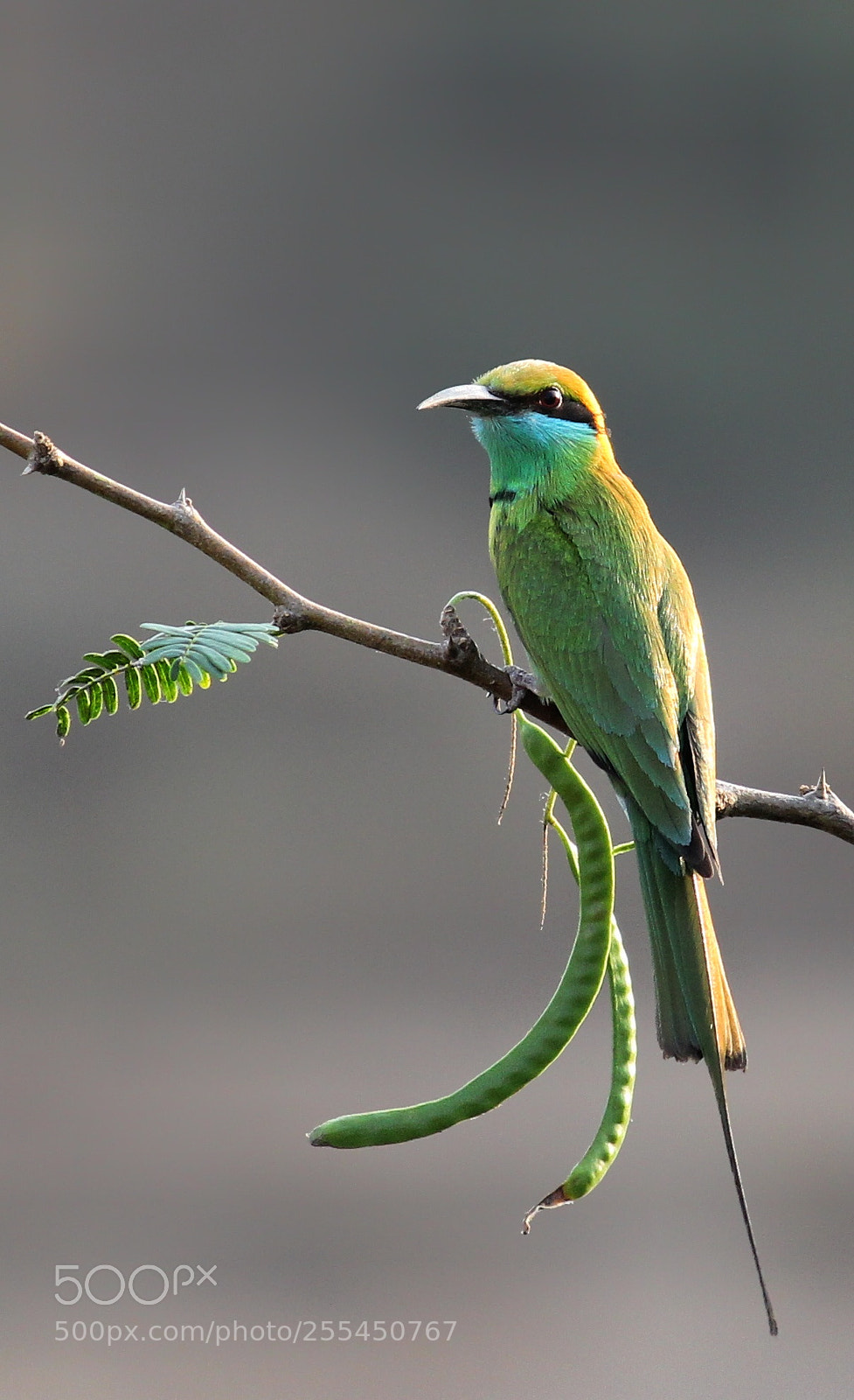 Canon EOS 60D sample photo. Small green bee-eater!  photography