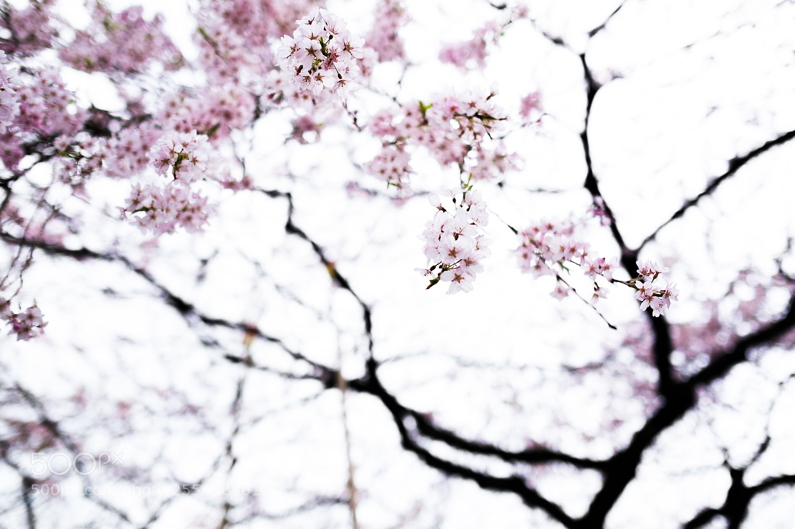Fujifilm X-M1 sample photo. Cherry blossom photography
