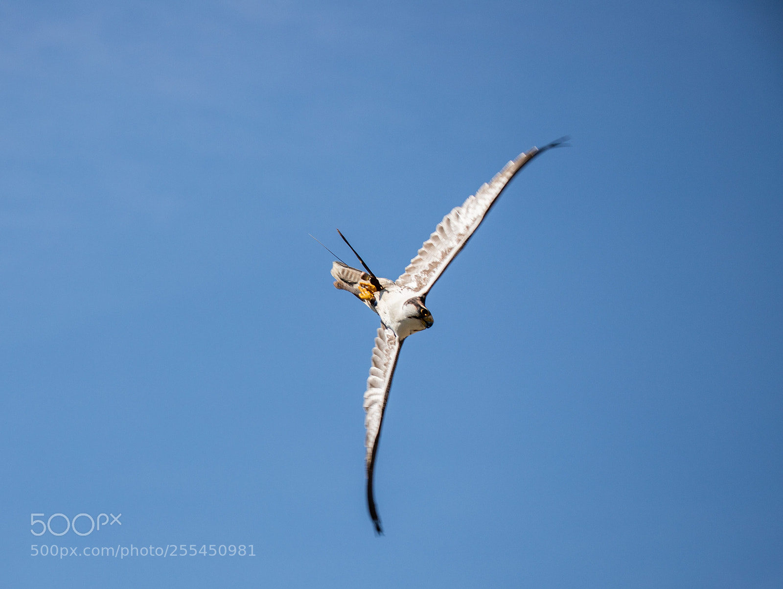 Canon EOS 6D Mark II sample photo. Faucon laggar photography