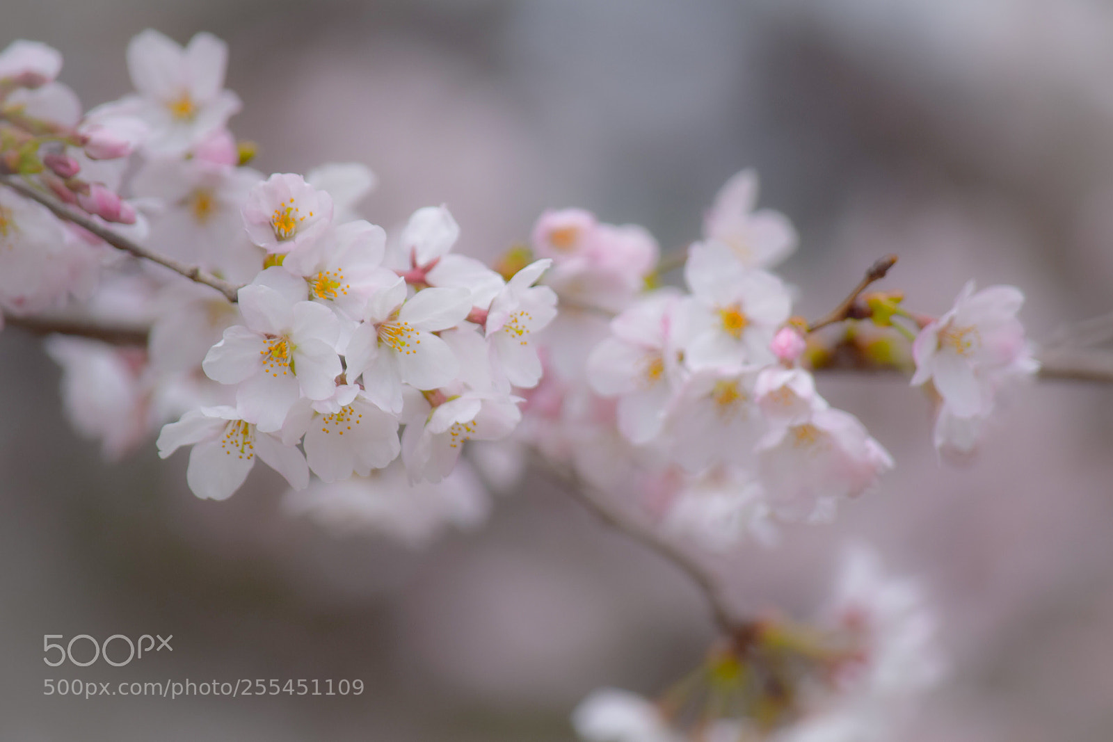Nikon D5300 sample photo. Refreshers v photography