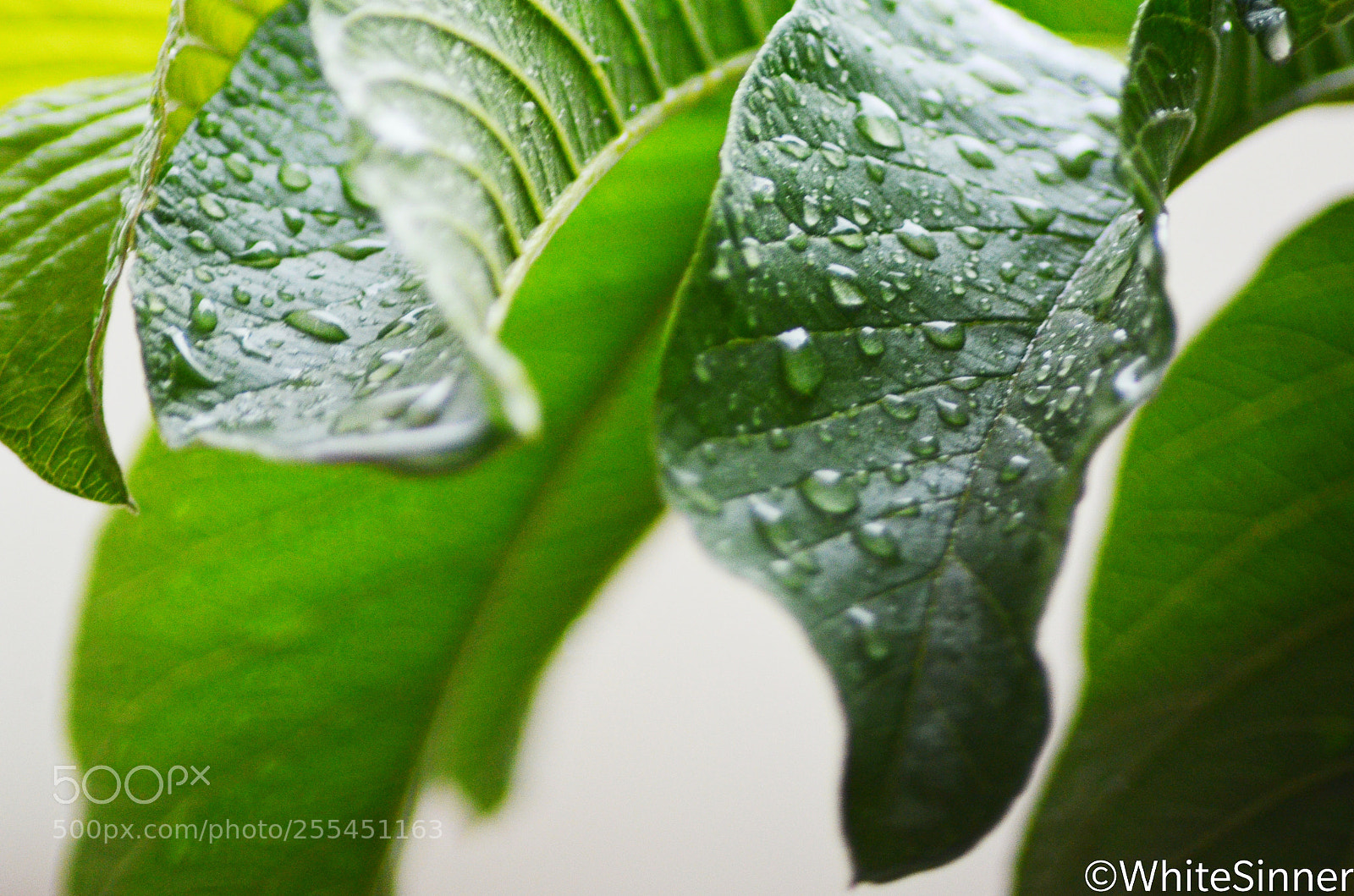 Nikon D5100 sample photo. Untitled photography