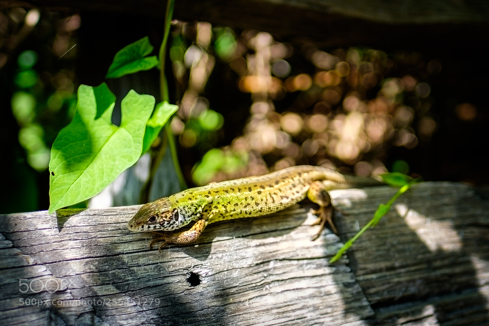 Fujifilm X-T1 sample photo. Podarcis tauricus photography
