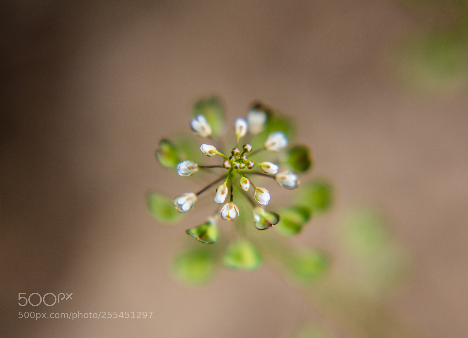 Nikon D750 sample photo. Looking down on spring photography