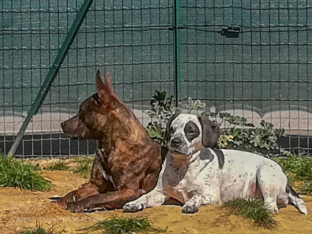 HUAWEI PRA-LX1 sample photo. Having good time photography
