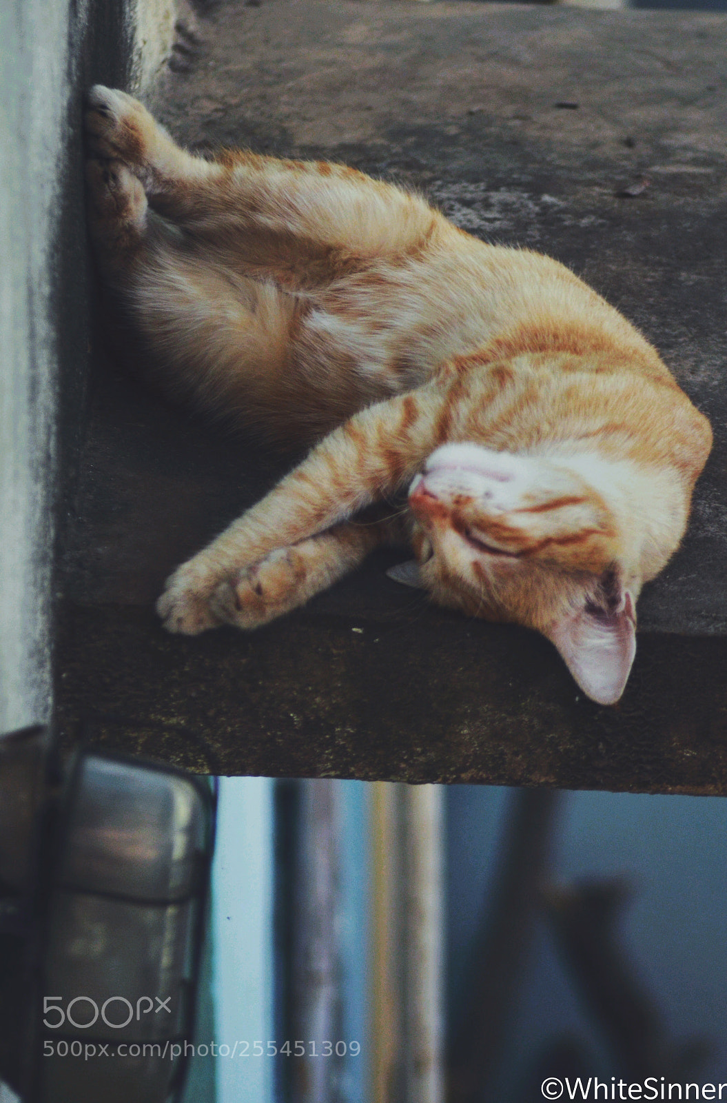 Nikon D5100 sample photo. Untitled photography