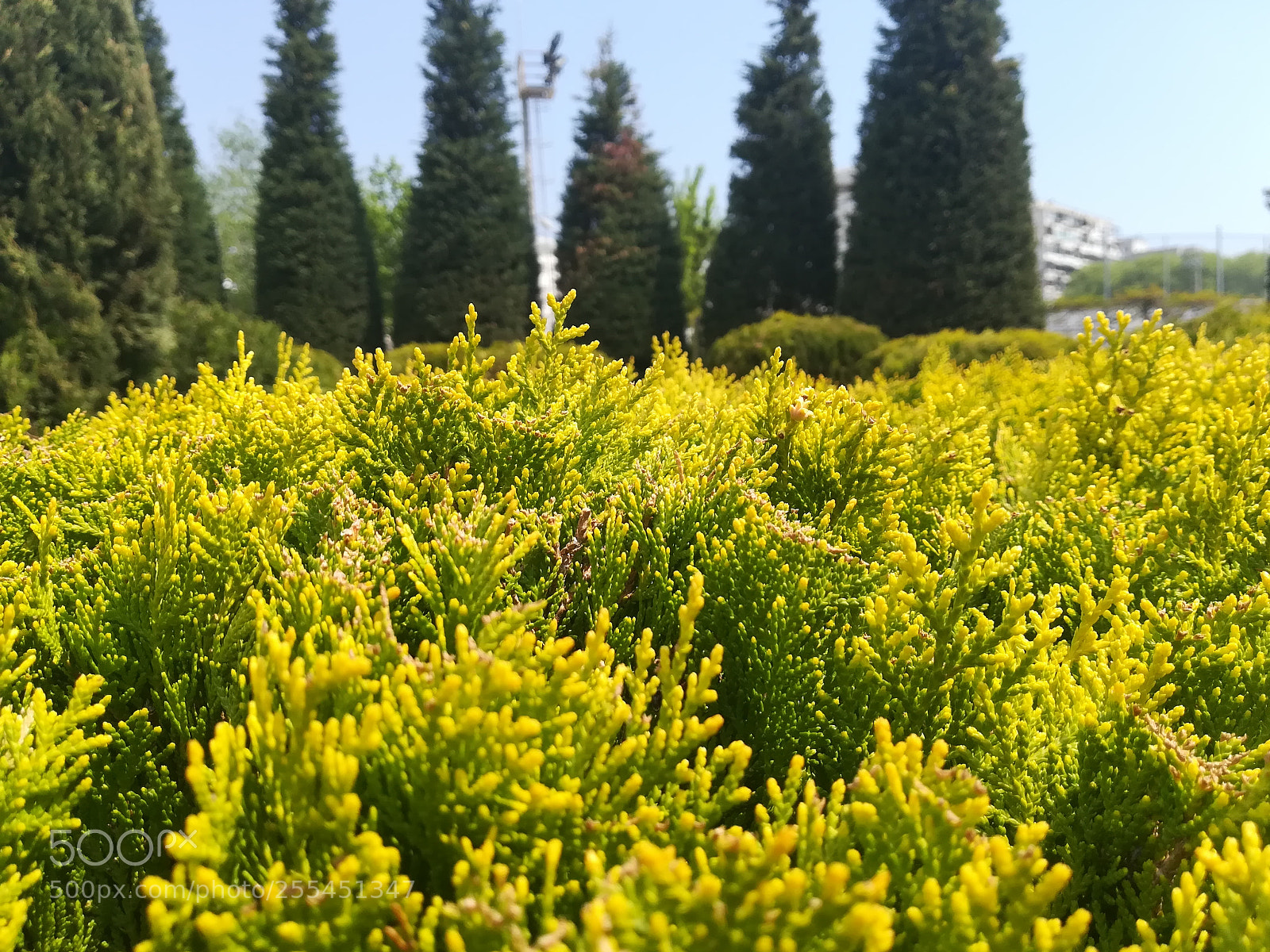 HUAWEI P10 lite sample photo. Yellow tips photography